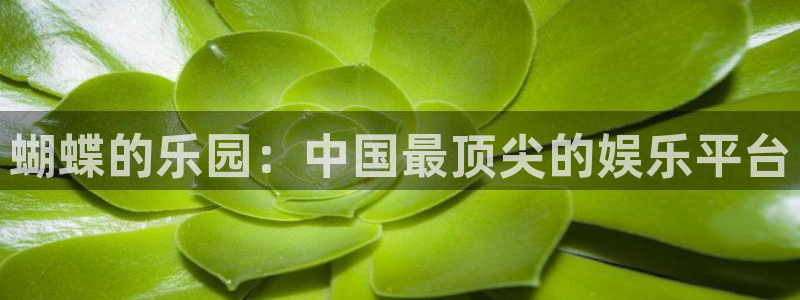 焦点娱乐零能源集团：蝴蝶的乐园：中国最顶尖的娱乐平台
