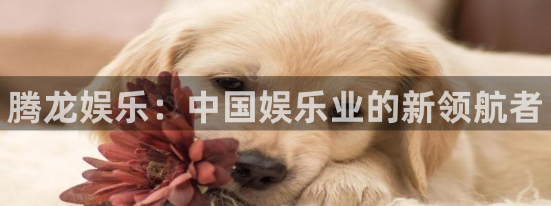 焦点娱乐集团股票：腾龙娱乐：中国娱乐业的新领航者